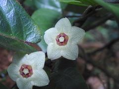 Phaeostemma surinamensis