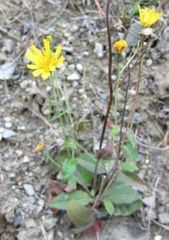 Hieracium lepidulum
