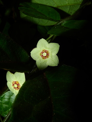 Phaeostemma surinamensis