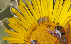 Halictus concinnus
