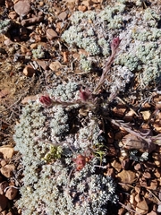 Castilleja cinerea