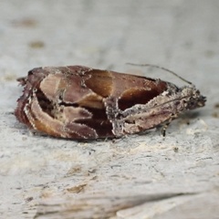 Zomaria interruptolineana