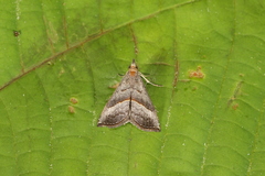Hypena degesalis