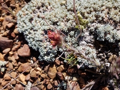 Castilleja cinerea
