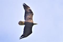 Haliaeetus leucocephalus leucocephalus