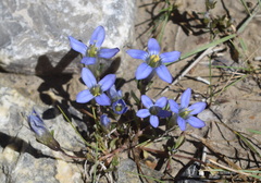 Gentianella moorcroftiana