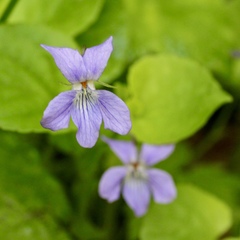 Rostratae