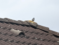 Phoenicurus ochruros