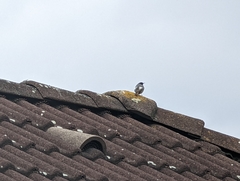 Phoenicurus ochruros