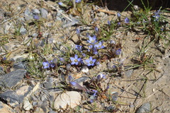 Gentianella moorcroftiana