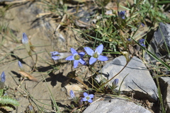Gentianella moorcroftiana