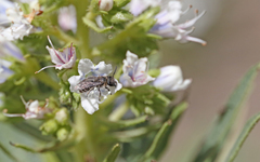 Andrena chalcogastra
