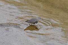 Tringa ochropus
