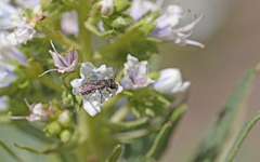 Andrena chalcogastra