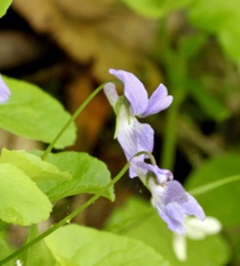 Rostratae