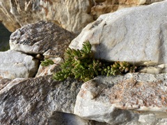 Drosanthemum stokoei