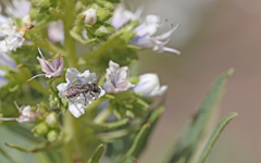 Andrena chalcogastra