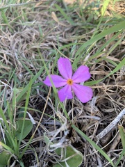 Phlox roemeriana
