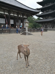 Cervus nippon