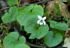 Viola macloskeyi