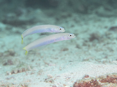 Ptereleotris heteroptera