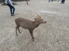 Cervus nippon