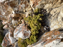Drosanthemum stokoei