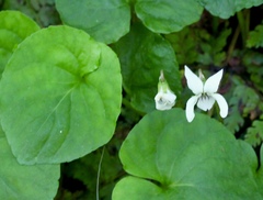Viola macloskeyi