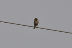 Anthus hodgsoni