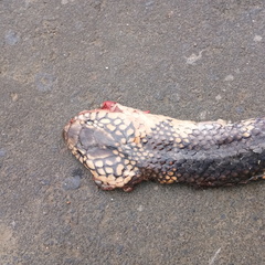 Stegonotus batjanensis