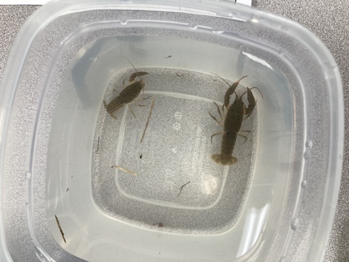 Choctaw Riverlet Crayfish (Hobbseus valleculus) · iNaturalist