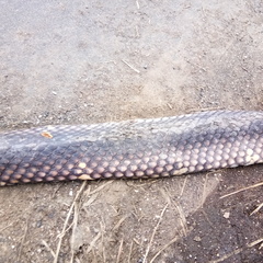 Stegonotus batjanensis