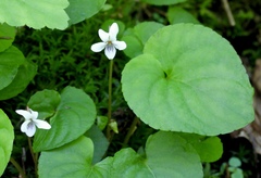 Viola macloskeyi