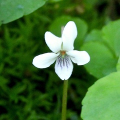 Viola macloskeyi