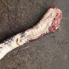 Stegonotus batjanensis