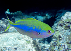 Caesio xanthonota