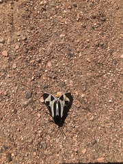 Dysschema centenaria