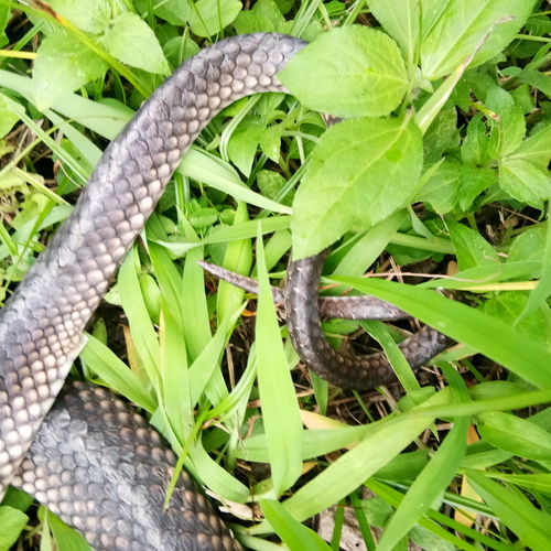 Photo of a Batjan Frog-eating Snake (Stegonotus batjanensis)