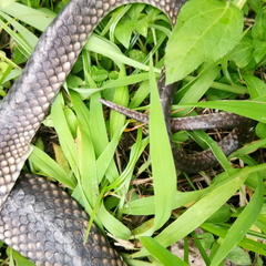 Stegonotus batjanensis