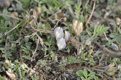 Astragalus scaberrimus