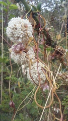 Cuscuta foetida
