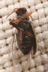 Listrimorpha