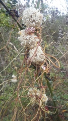 Cuscuta foetida