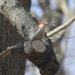 Melanerpes carolinus