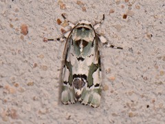 Emarginea percara