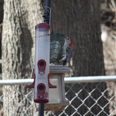 Melanerpes carolinus