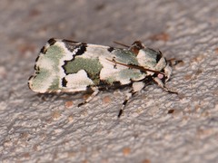 Emarginea percara
