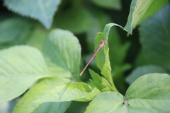 Agriocnemis pygmaea