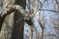 Melanerpes carolinus