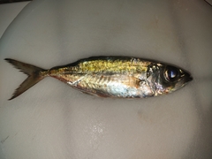 Selar crumenophthalmus